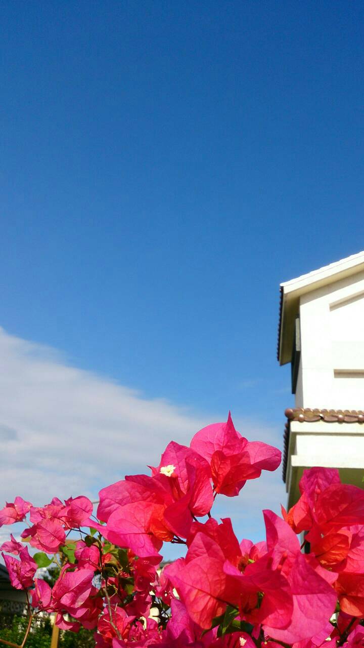 漫飛民宿 九重葛